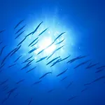Hotel Sant'Andrea SantʼAndrea